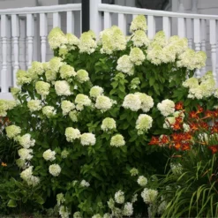 Fast Growing Trees Limelight Hydrangea Shrub See All Flowering Trees