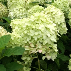 Fast Growing Trees Limelight Hydrangea Shrub See All Flowering Trees