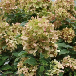 Fast Growing Trees Limelight Hydrangea Shrub See All Flowering Trees