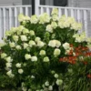 Fast Growing Trees Limelight Hydrangea Shrub See All Flowering Trees