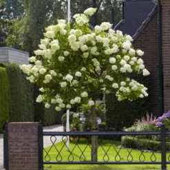Fast Growing Trees See All Flowering Trees Limelight Hydrangea Tree