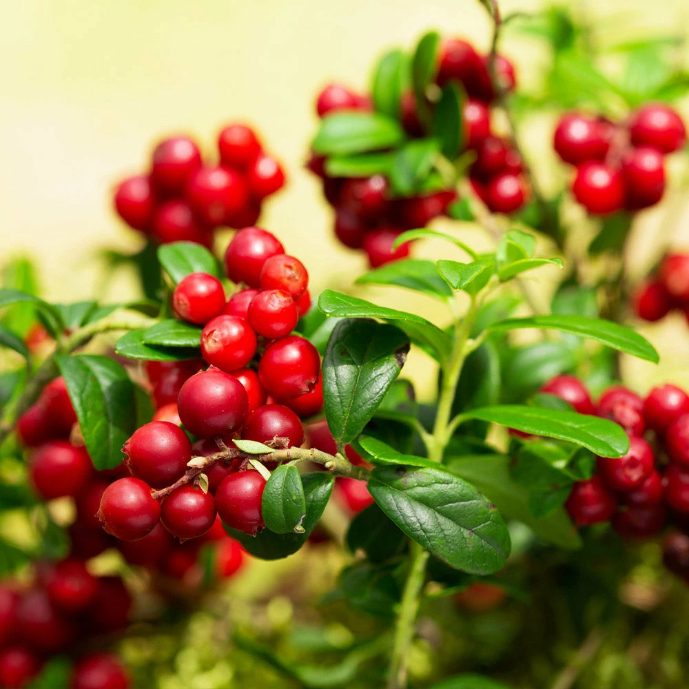 Fast Growing Trees Lingonberry Plant 4 Fast Growing Trees Lingonberry Plant