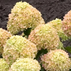Fast Growing Trees Little Lime® Hydrangea Shrub See All Flowering Trees
