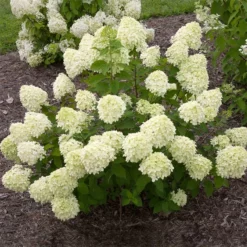 Fast Growing Trees Little Lime® Hydrangea Shrub See All Flowering Trees