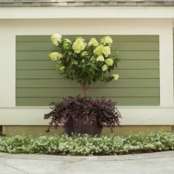 Fast Growing Trees Little Lime® Hydrangea Tree See All Flowering Trees