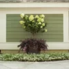 Fast Growing Trees Little Lime® Hydrangea Tree See All Flowering Trees