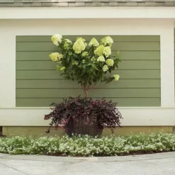Fast Growing Trees Little Lime® Hydrangea Tree See All Flowering Trees