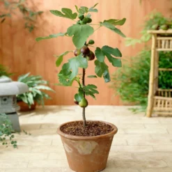 Fast Growing Trees Fig Trees Little Miss Figgy™ Tree