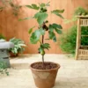 Fast Growing Trees Little Miss Figgyâ„¢ Tree - USDA Organic Fig Trees 2 Fast Growing Trees Little Miss Figgyâ„¢ Tree - USDA Organic Fig Trees