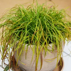 Fast Growing Trees Little Miss Dwarf Maiden Grass