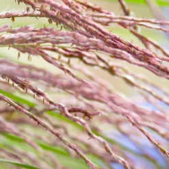Fast Growing Trees Little Miss Dwarf Maiden Grass