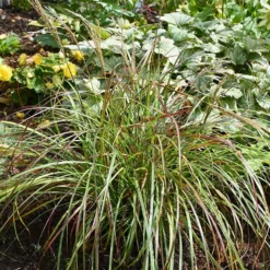 Fast Growing Trees Little Miss Dwarf Maiden Grass