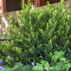Fast Growing Trees Little Ragu® Sweet Bay Shrub Laurel Shrubs