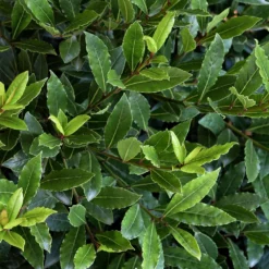 Fast Growing Trees Little Ragu® Sweet Bay Shrub Laurel Shrubs