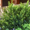 Fast Growing Trees Little Ragu® Sweet Bay Shrub Laurel Shrubs