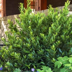 Fast Growing Trees Little Ragu® Sweet Bay Shrub Laurel Shrubs