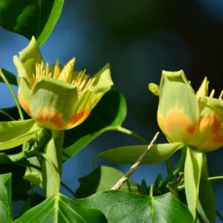 Fast Growing Trees Tulip Poplar 'Little Volunteer' See All Flowering Trees