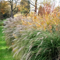 Fast Growing Trees Little Kitten Maiden Grass