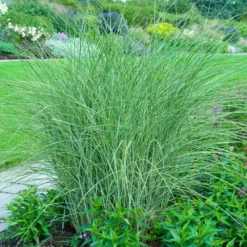 Fast Growing Trees Little Kitten Maiden Grass