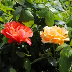 Fast Growing Trees Livin' Easy™ And Easy-Going™ Two-fer® Rose Tree Rose Trees