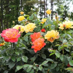 Fast Growing Trees Livin' Easy™ And Easy-Going™ Two-fer® Rose Tree Rose Trees