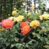 Fast Growing Trees Livin' Easy™ And Easy-Going™ Two-fer® Rose Tree Rose Trees
