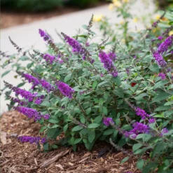 Fast Growing Trees Lo And Behold® 'Blue Chip' Butterfly Bush