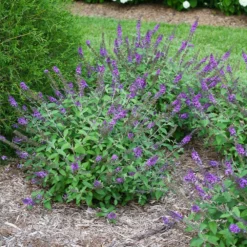 Fast Growing Trees Lo And Behold® 'Blue Chip' Butterfly Bush