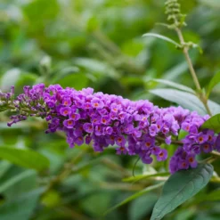 Fast Growing Trees Lo And Behold® 'Blue Chip' Butterfly Bush