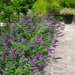 Fast Growing Trees Lo And Behold® 'Blue Chip' Butterfly Bush