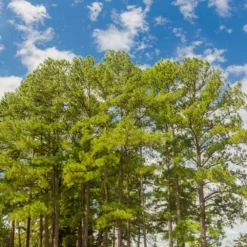 Fast Growing Trees Loblolly Pine Tree