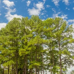 Fast Growing Trees Loblolly Pine Tree