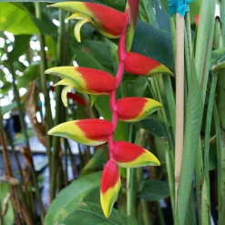 Fast Growing Trees Lobster Claw Plant See All Shrubs & Hedges 9 Fast Growing Trees Lobster Claw Plant See All Shrubs & Hedges