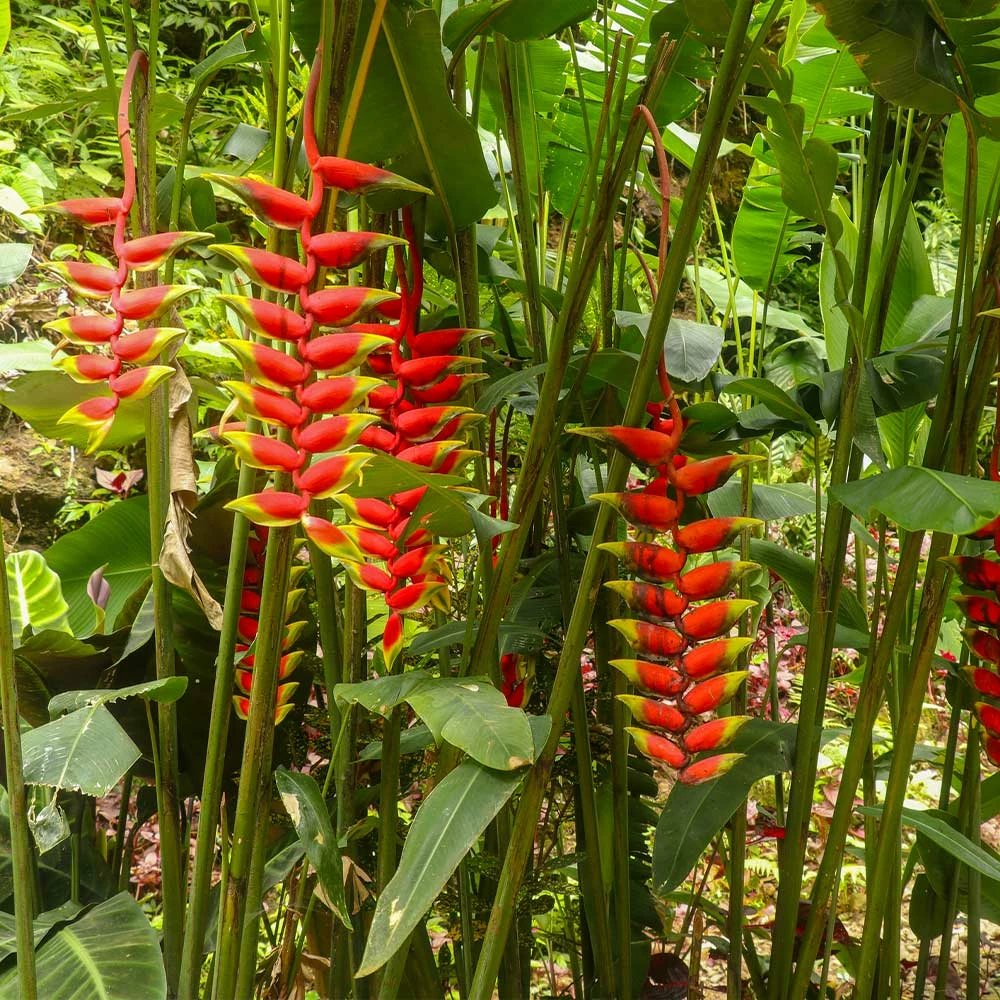 Fast Growing Trees Lobster Claw Plant See All Shrubs & Hedges 6 Fast Growing Trees Lobster Claw Plant See All Shrubs & Hedges