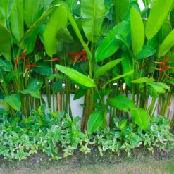 Fast Growing Trees Lobster Claw Plant See All Shrubs & Hedges 11 Fast Growing Trees Lobster Claw Plant See All Shrubs & Hedges