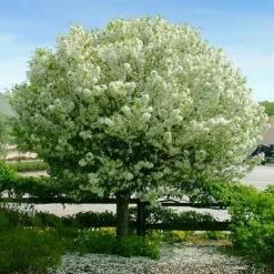 Fast Growing Trees Lollipop® Crabapple Tree Crabapple Trees