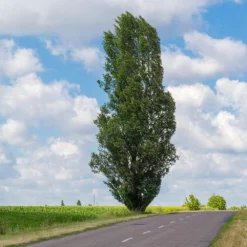 Fast Growing Trees Lombardy Poplar Tree Poplar Trees