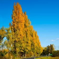 Fast Growing Trees Lombardy Poplar Tree Poplar Trees