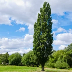 Fast Growing Trees Lombardy Poplar Tree Poplar Trees
