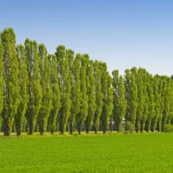 Fast Growing Trees Lombardy Poplar Tree Poplar Trees