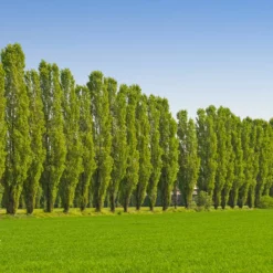 Fast Growing Trees Lombardy Poplar Tree Poplar Trees