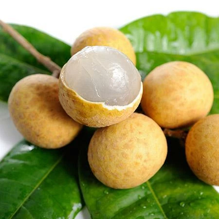 Fast Growing Trees Tropical Fruit Trees Longan Tree 5 Fast Growing Trees Tropical Fruit Trees Longan Tree