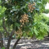 Fast Growing Trees Tropical Fruit Trees Longan Tree
