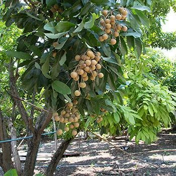 Fast Growing Trees Tropical Fruit Trees Longan Tree 3 Fast Growing Trees Tropical Fruit Trees Longan Tree