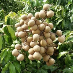 Fast Growing Trees Tropical Fruit Trees Longan Tree 9 Fast Growing Trees Tropical Fruit Trees Longan Tree