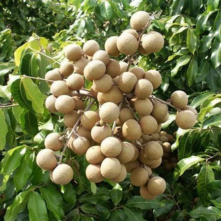 Fast Growing Trees Tropical Fruit Trees Longan Tree 6 Fast Growing Trees Tropical Fruit Trees Longan Tree