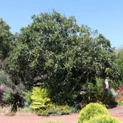 Fast Growing Trees Loquat 'Japanese Plum' Tree