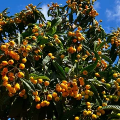 Fast Growing Trees Loquat 'Japanese Plum' Tree