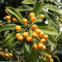 Fast Growing Trees Loquat 'Japanese Plum' Tree