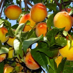 Fast Growing Trees Peach Trees Loring Peach Tree (USDA Organic)